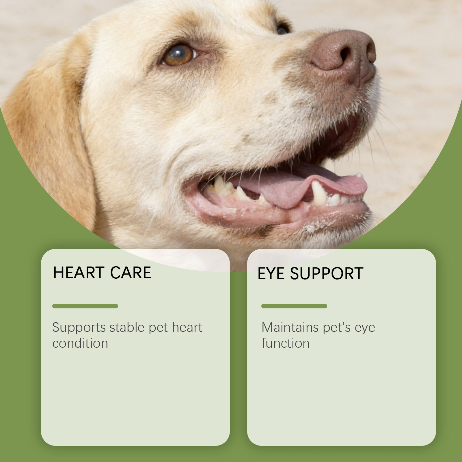 Bubuk Taurin Anjing Mudah Dica - Wellness Health Nutrition ulasan dan harga
